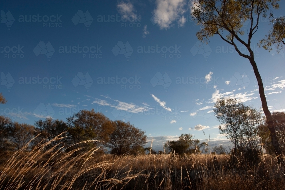Open grassland and sky in Northern Territory - Australian Stock Image