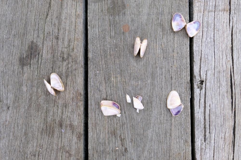 Open Pippi Shells on a Pier - Australian Stock Image