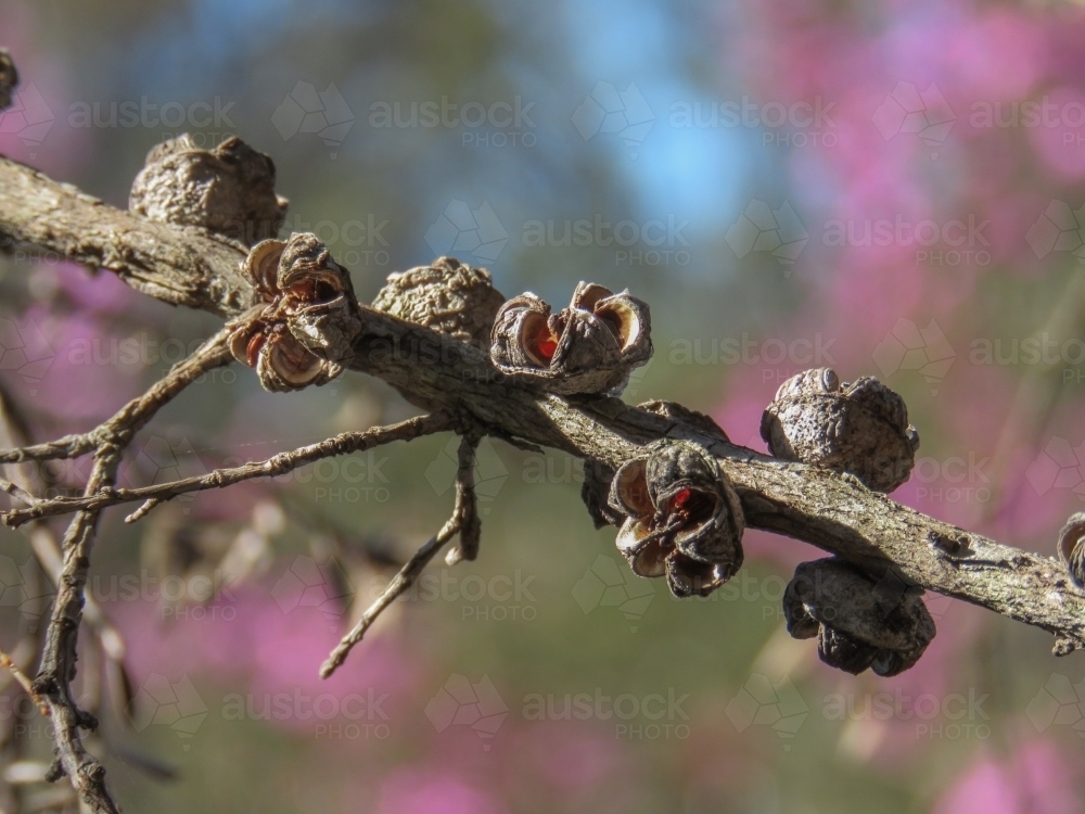 Open tea tree capsules with boken pink background - Australian Stock Image