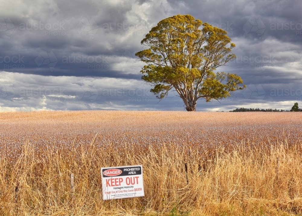 Opium Poppy field in NW Tasmania. - Australian Stock Image