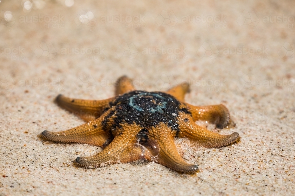 Orange and black starfish on the sand - Australian Stock Image