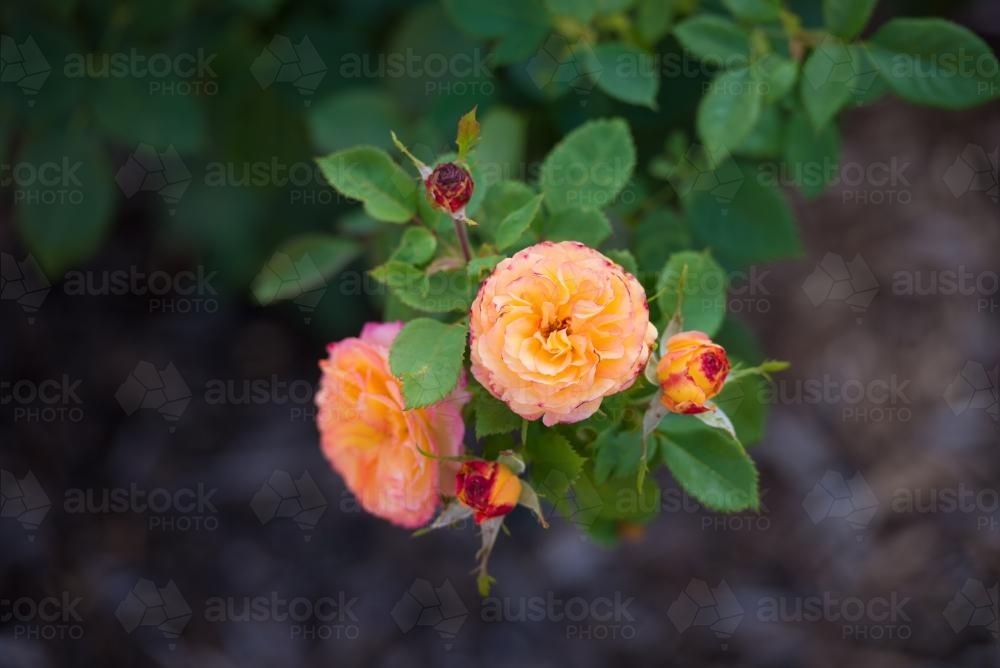 Orange and pink roses on a bush from overhead - Australian Stock Image