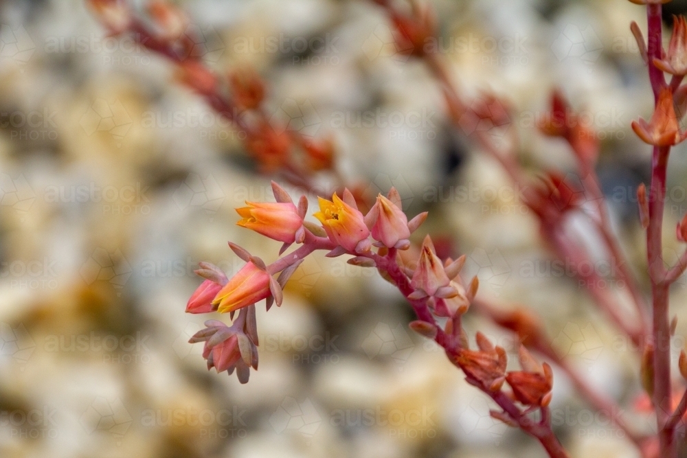 Orange and pink succulent flower - Australian Stock Image