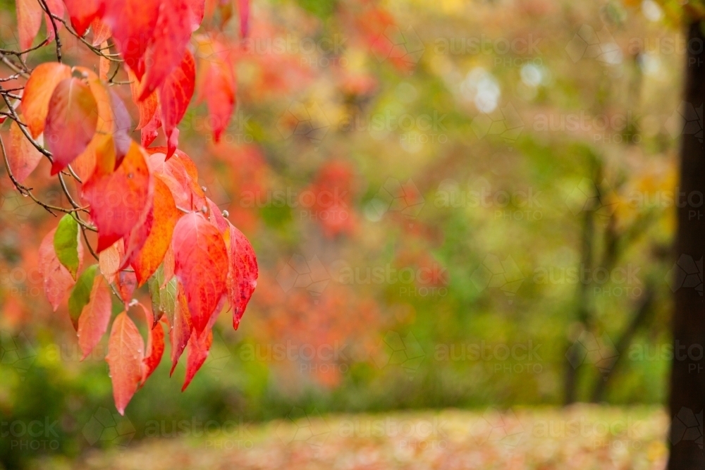 Image of Orange and red autumn leaves on tree with bokeh copy space ...