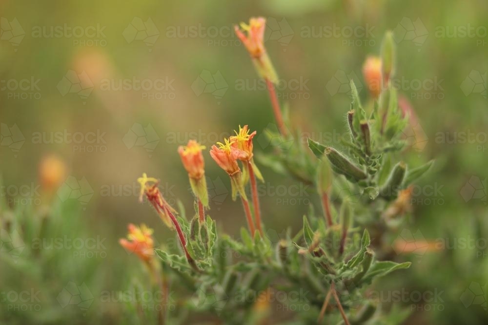 Orange and Yellow Flowered Plant with Fuzzy Leaves - Australian Stock Image