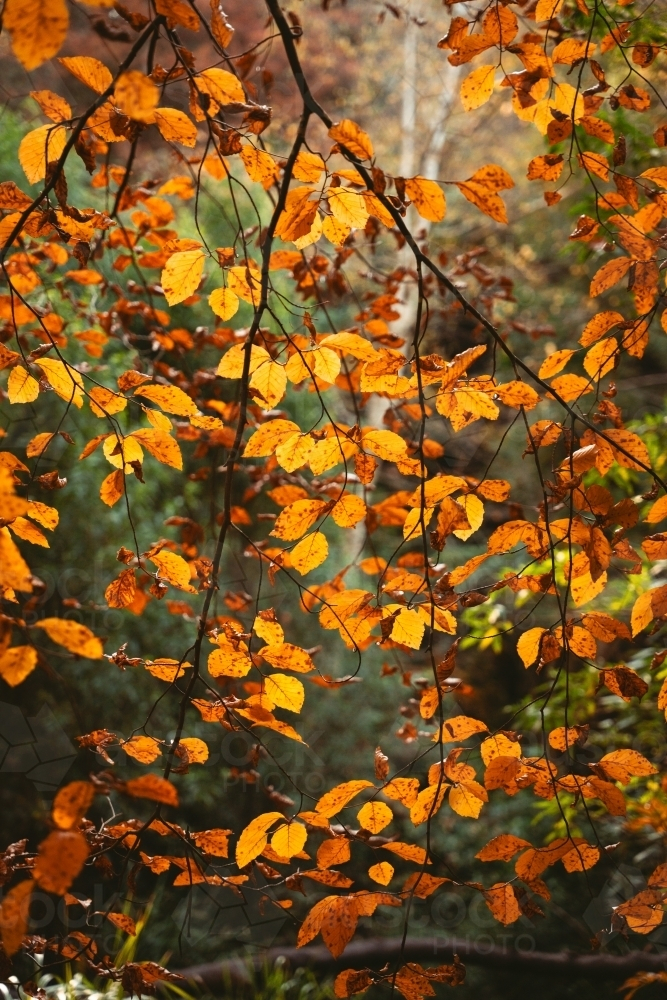 Orange autumn foliage with natural background - Australian Stock Image