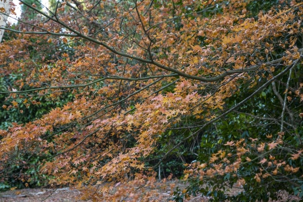 Orange autumn leaves on tree on an overcast day - Australian Stock Image