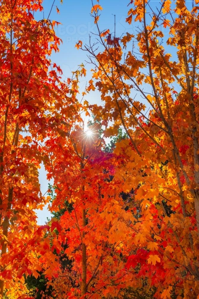 Image of orange autumn leaves with sun flare - Austockphoto