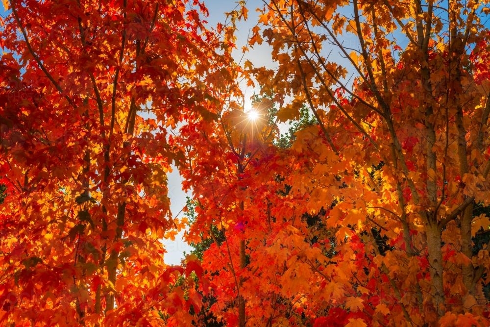 Image of orange autumn leaves with sun flare - Austockphoto