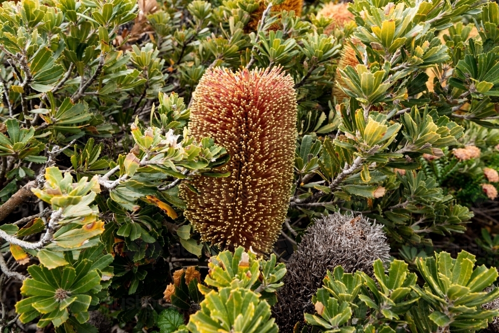 Orange banksia flower among foliage - Australian Stock Image