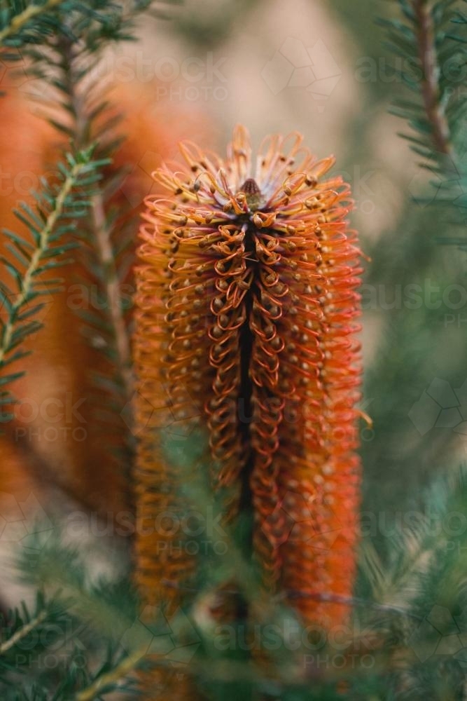 Orange Banksia flower - Australian Stock Image