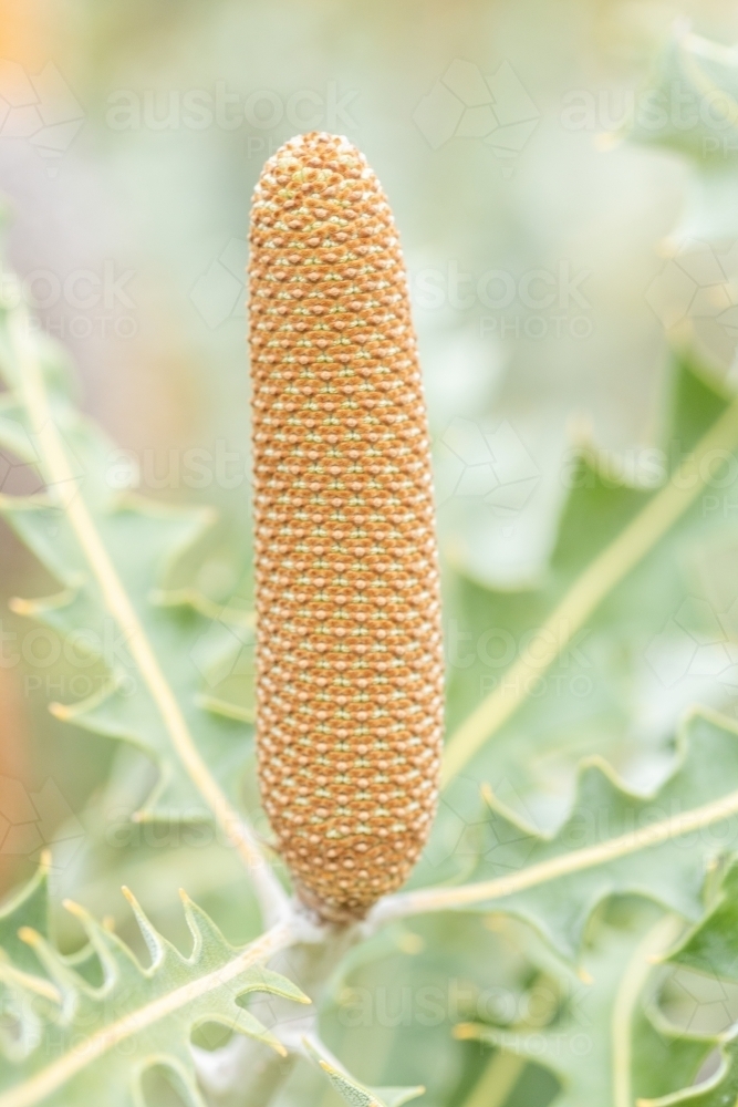 orange banksia flower bud - Australian Stock Image
