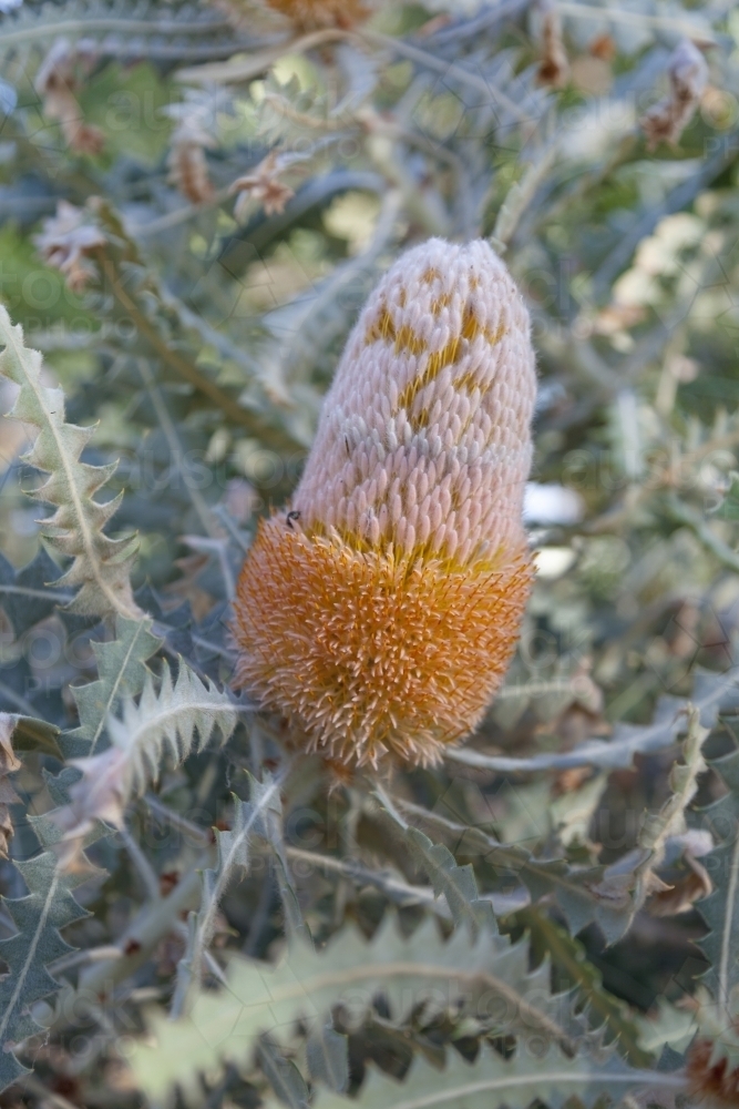 Orange Banksia Flower Cone - Australian Stock Image