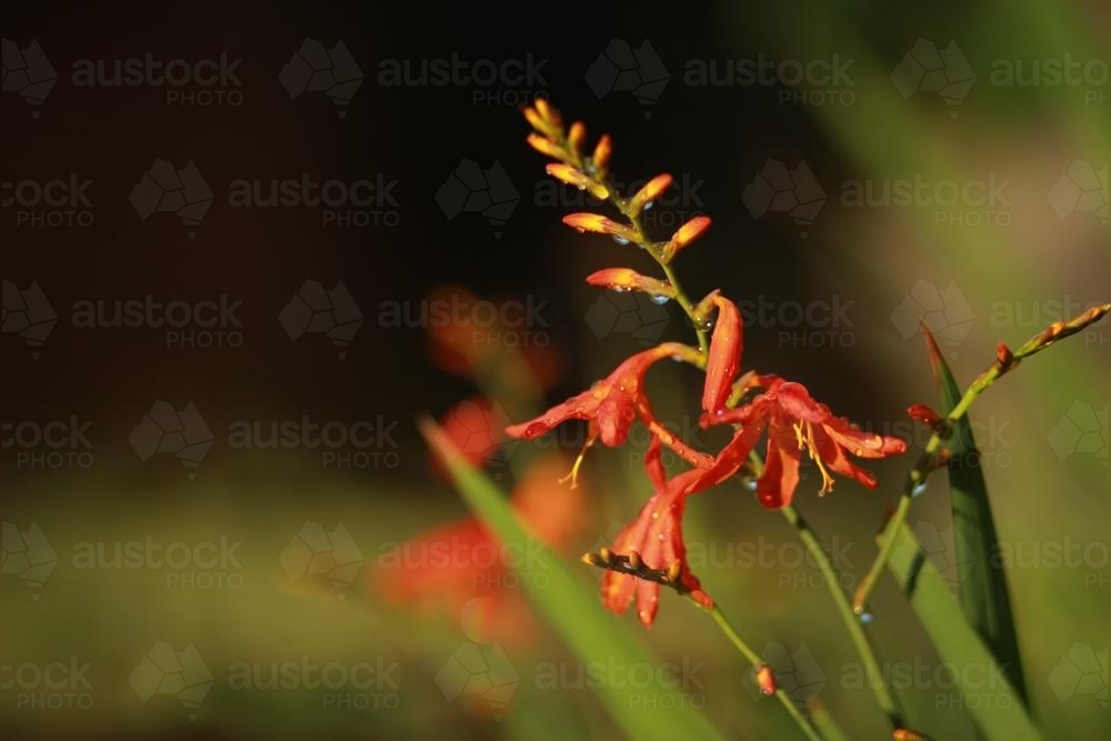 Orange bulb flowers sprinkled with rain - Australian Stock Image