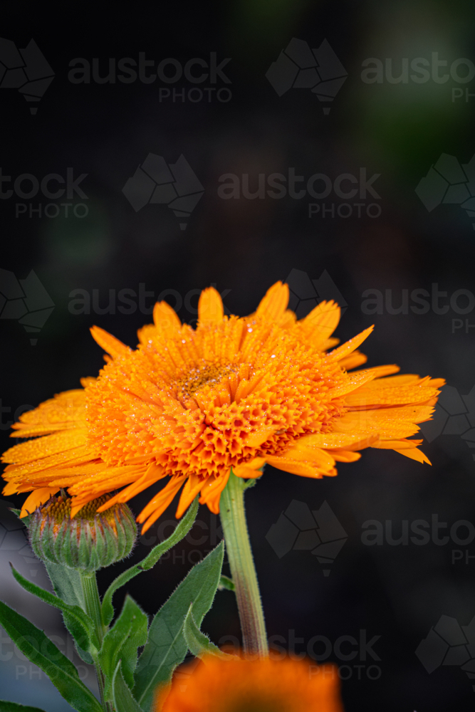 Orange Calendula Flower - Australian Stock Image