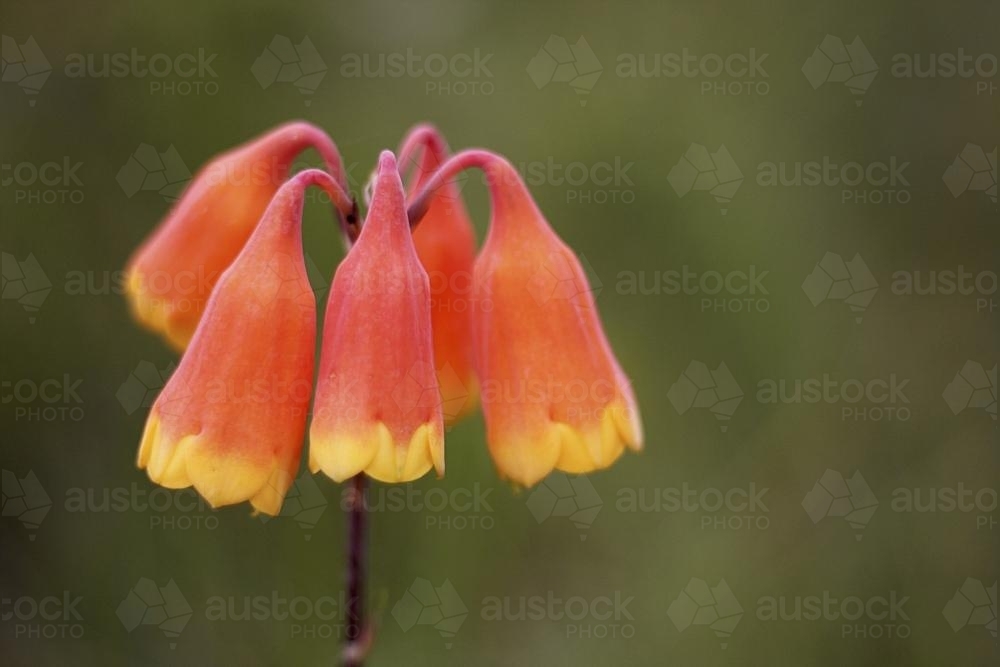 Orange Christmas Bells - Australian Stock Image