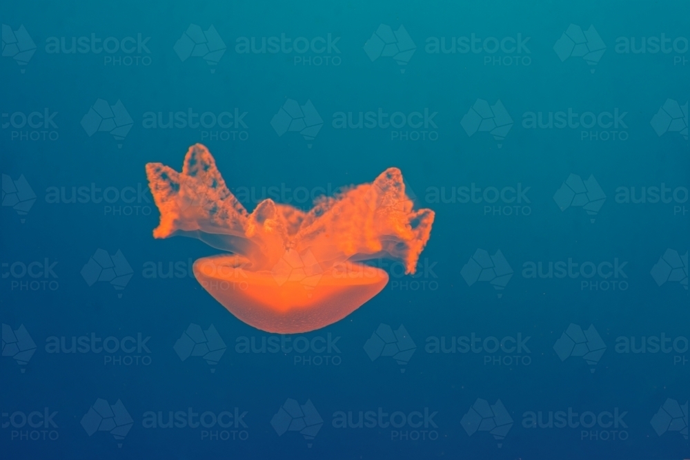 Orange common jellyfish Aurelia aurita floating in clear blue water - Australian Stock Image