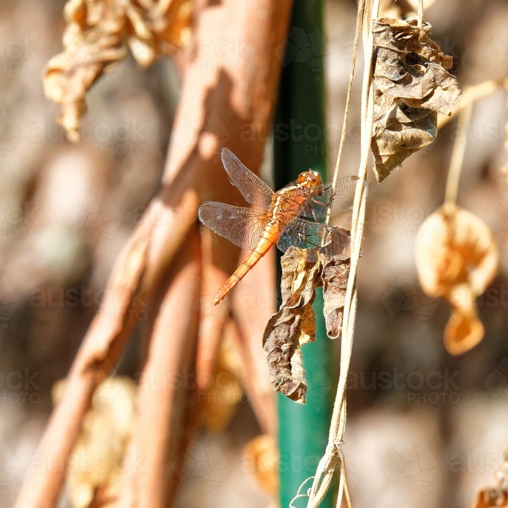 Orange dragonfly resting on a dried brown leaf - Australian Stock Image