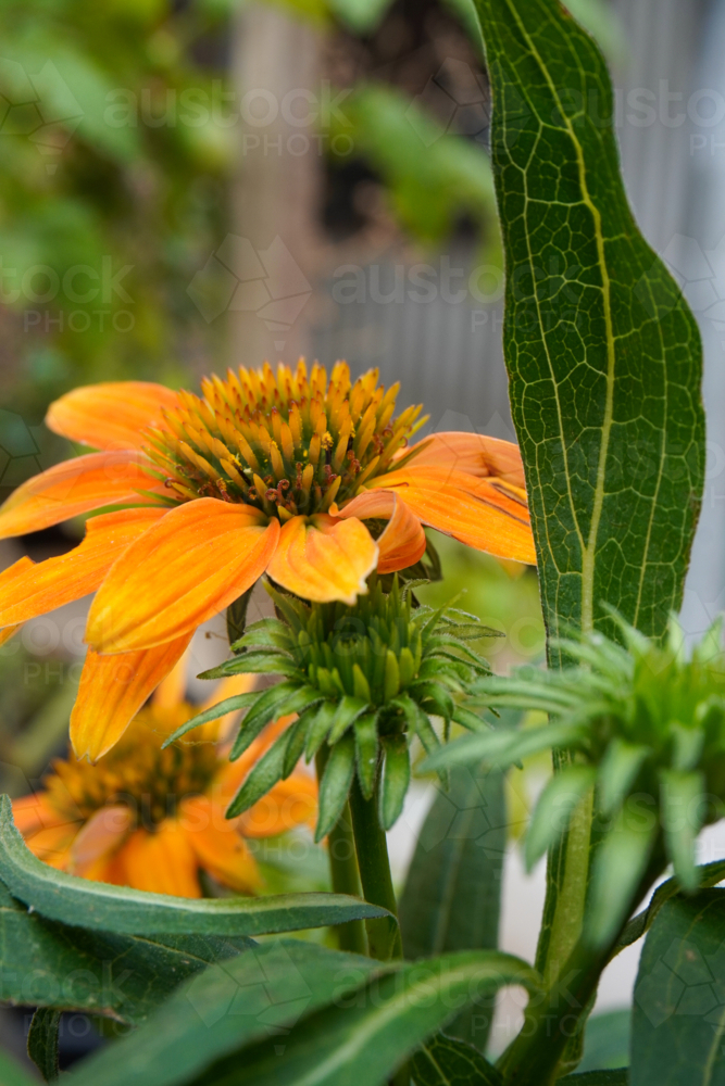 Orange Echinacea flower - Australian Stock Image