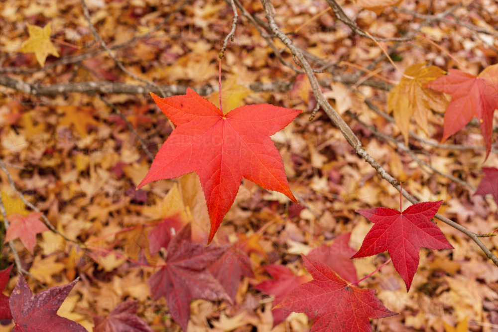 Orange fall leaves against forest floor - Australian Stock Image