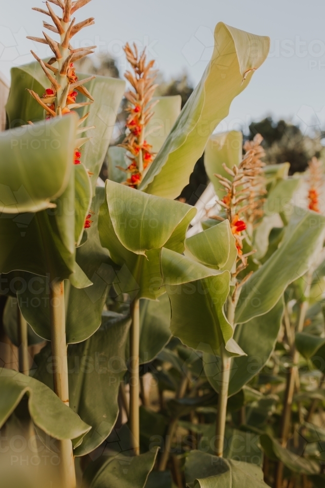 Orange-flowering canna plants in afternoon - Australian Stock Image