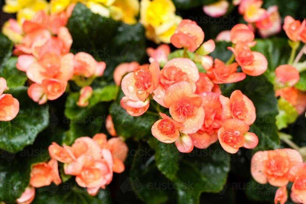 orange flowers, impatiens - Australian Stock Image