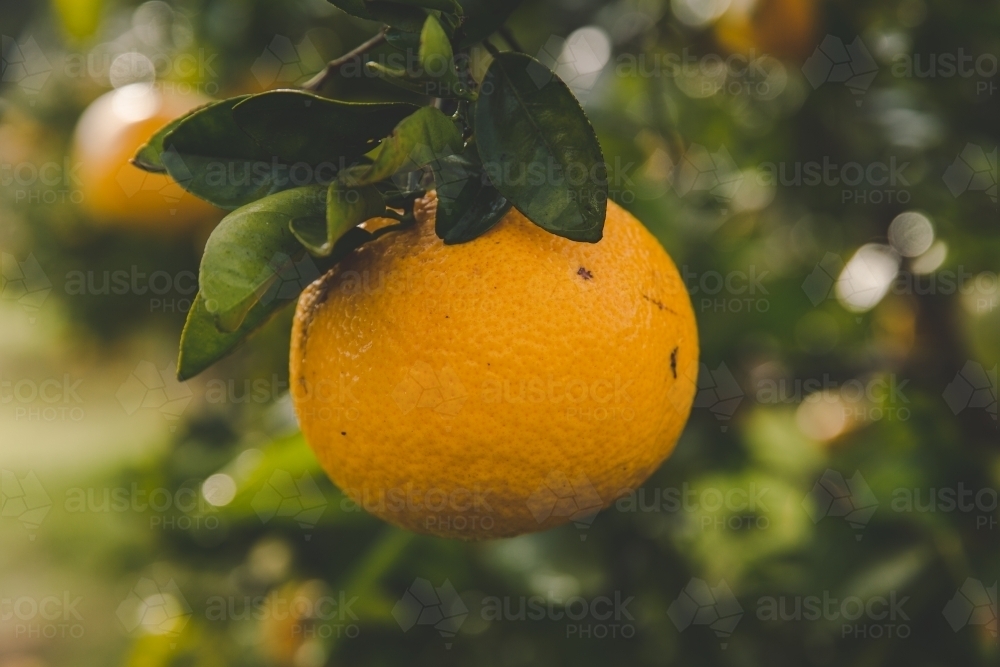 Orange fruit on tree in citrus farm in morning sunlight - Australian Stock Image