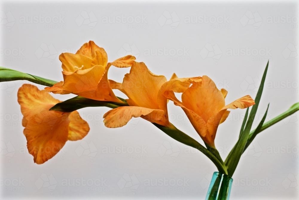 Orange gladioli flower in a vase - Australian Stock Image