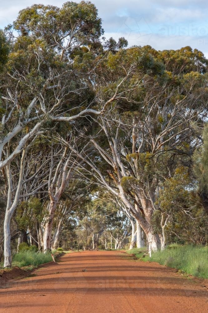 Orange gravel country road with white gum trees - Australian Stock Image