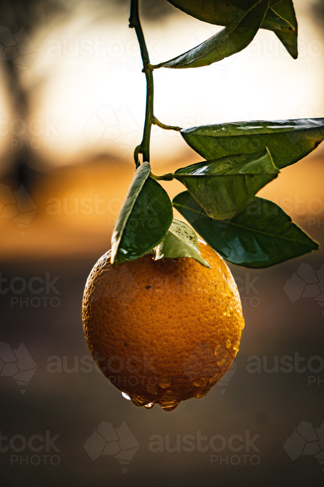 Orange hanging off a branch after the rain - Australian Stock Image