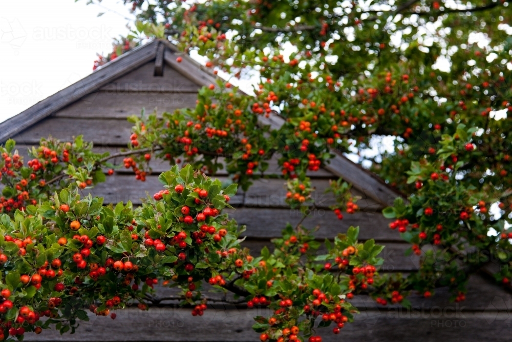 Orange hawthorn berries against a weathered timber shed - Australian Stock Image