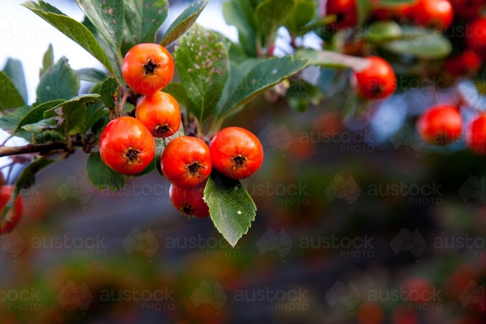 Orange hawthorn berries close up - Australian Stock Image