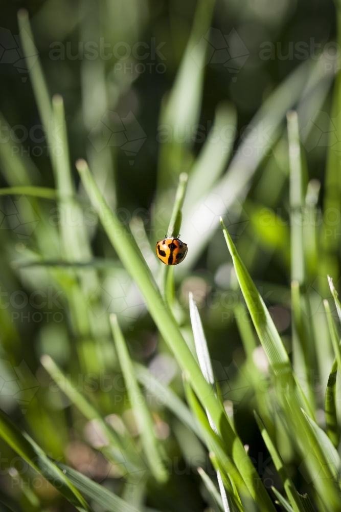 Orange ladyird on a blade of grass in the lawn - Australian Stock Image