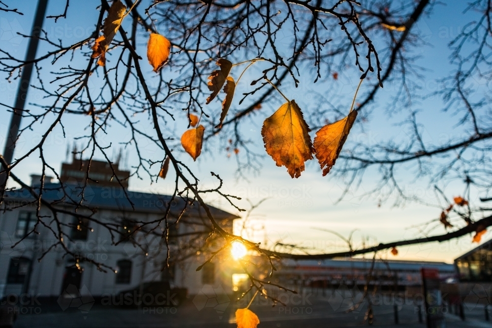 Orange leaves in Autumn - Australian Stock Image