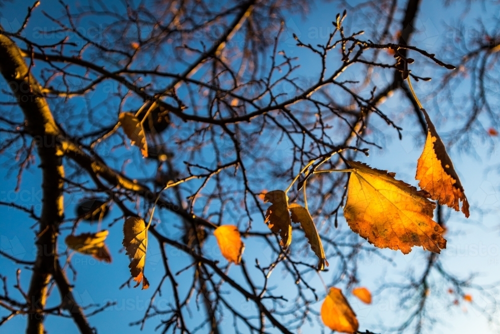 Orange leaves in Autumn - Australian Stock Image