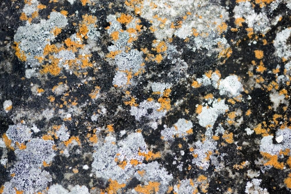 Orange lichen covering rock - Australian Stock Image