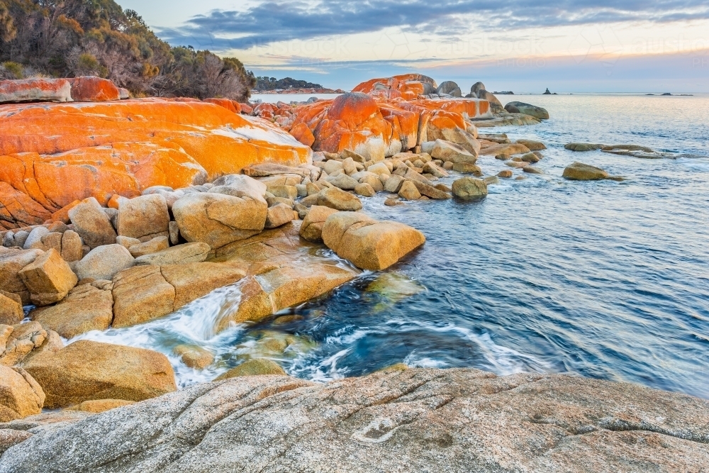 Orange  lichen growing on boulders along a rocky coastline. - Australian Stock Image