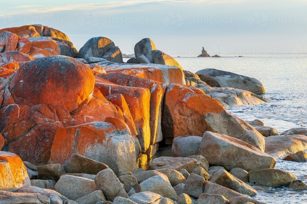 Orange lichen growing on boulders along a rocky coastline. - Australian Stock Image