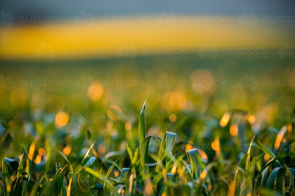 Orange light over Beckom wheat with yellow background - Australian Stock Image