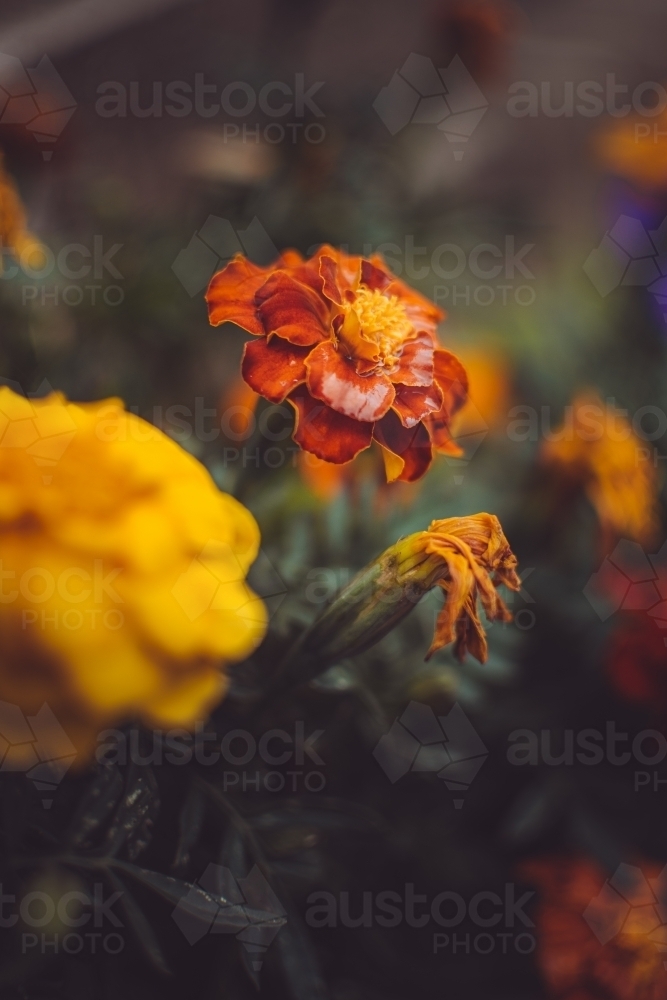 Orange marigold flower growing in backyard garden - Australian Stock Image