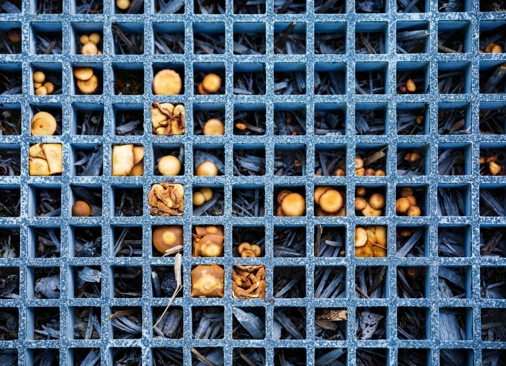 orange mushrooms growing in square grid - Australian Stock Image