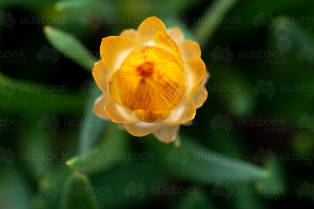 Orange Native Daisy - Australian Stock Image