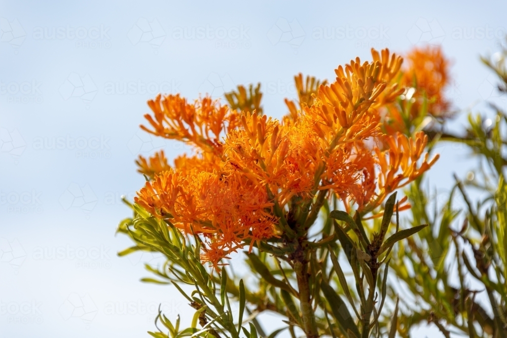 Orange Nuytsia floribunda blossom - Australian Stock Image