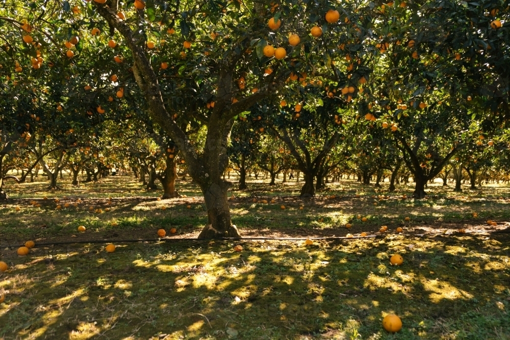 orange orchard - Australian Stock Image