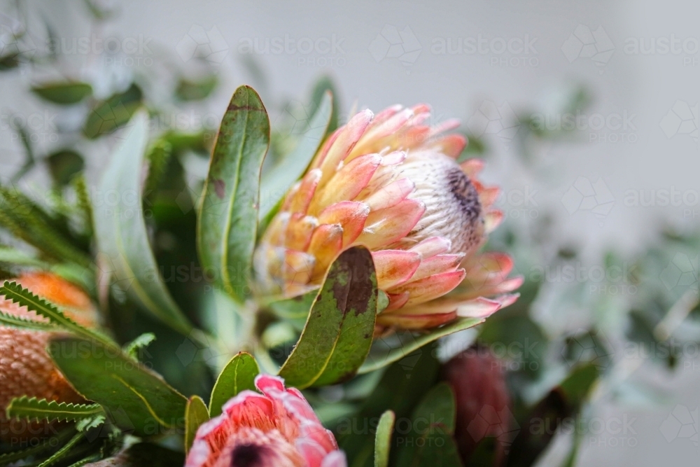 Orange protea flower - Australian Stock Image