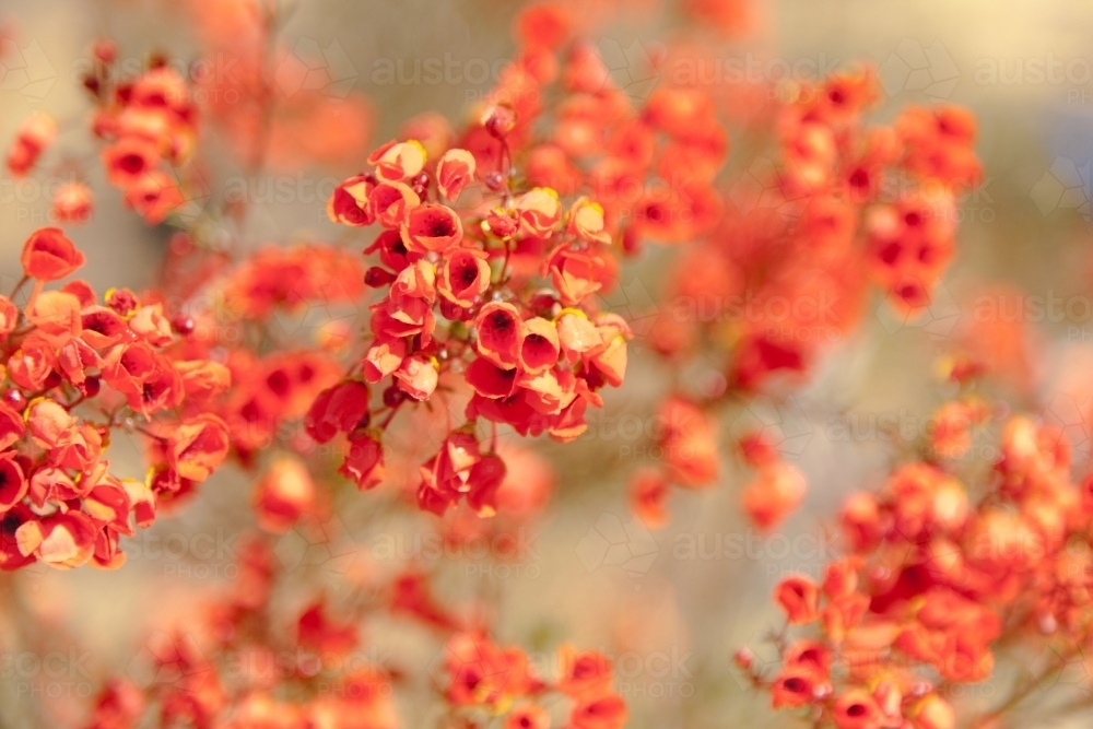 Orange red wildflower at kings park, perth - Australian Stock Image
