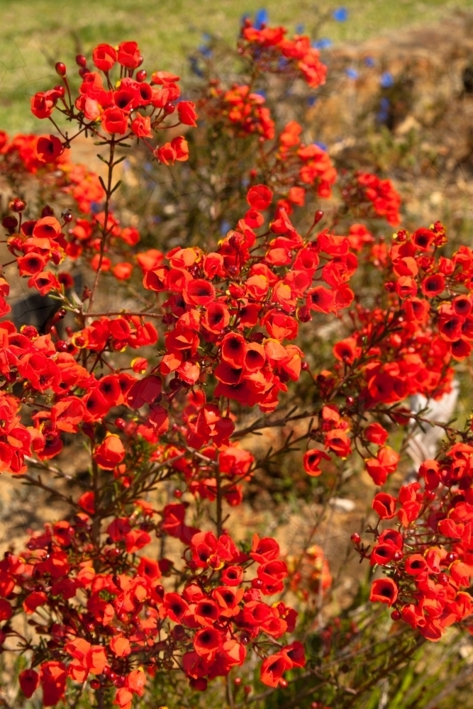 orange red wildflower at kings park, perth - Australian Stock Image