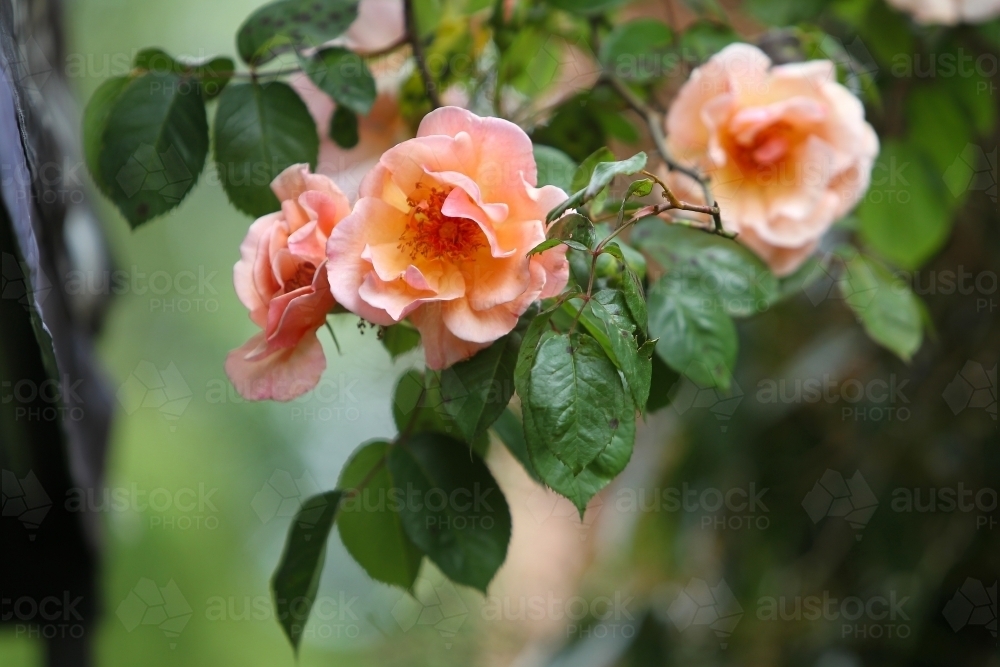 Orange roses at open garden - Australian Stock Image