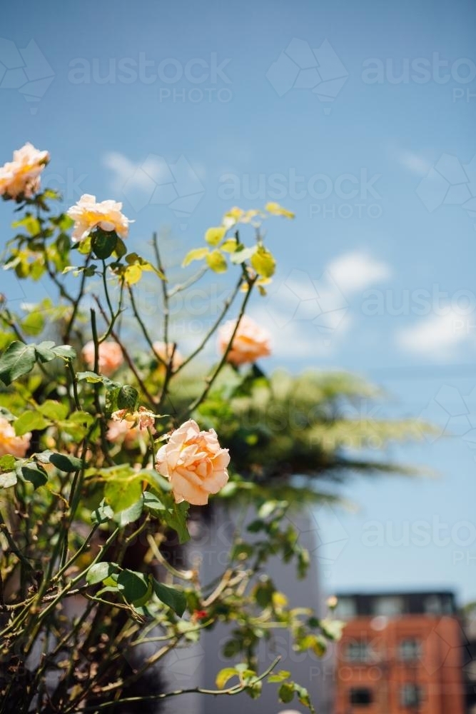 Orange roses in suburban garden - Australian Stock Image