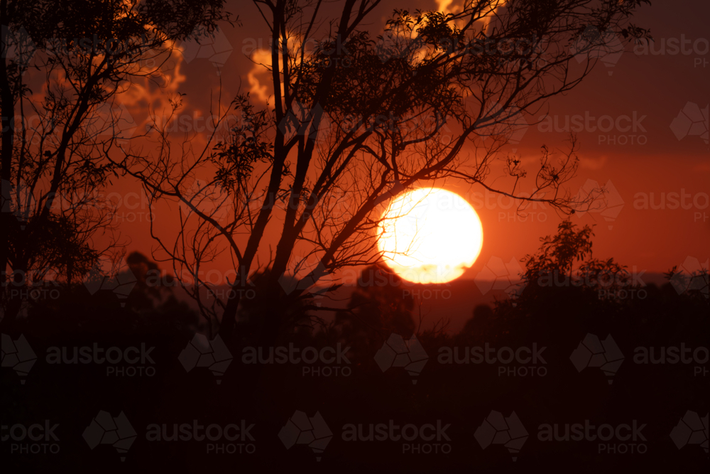 orange summer sun on the horizon at sunset with silhouetted branches - Australian Stock Image